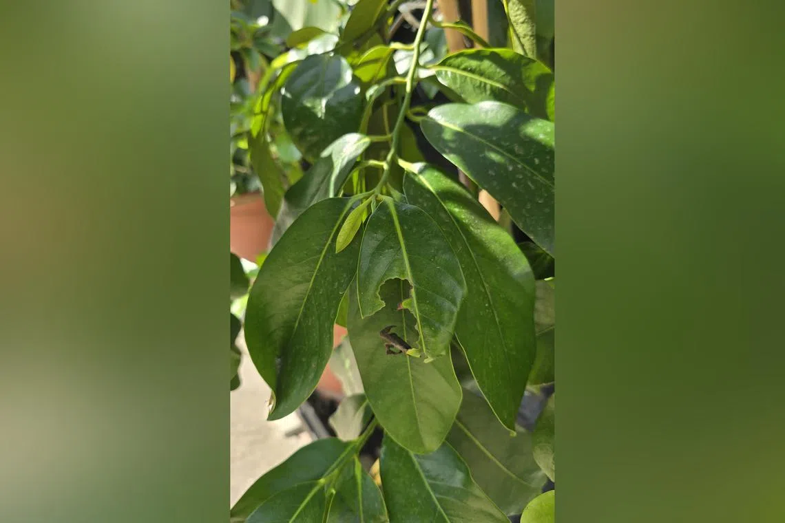 Check the Black Sapote frequently and remove caterpillars by hand promptly. 