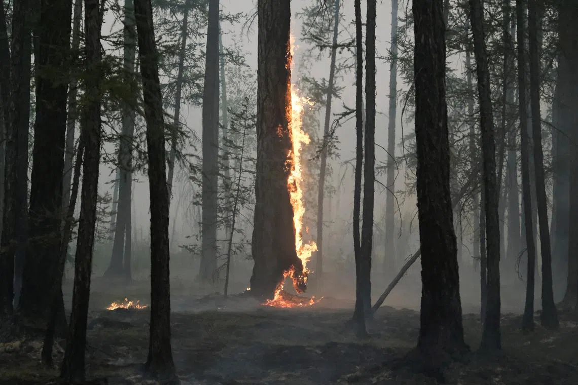 A tree burns during a wildfire near the village of Taastaakh in the region of Yakutia, Russia August 11, 2021. Picture taken August 11, 2021. REUTERS/Alexander Reshetnikov/File Photo
