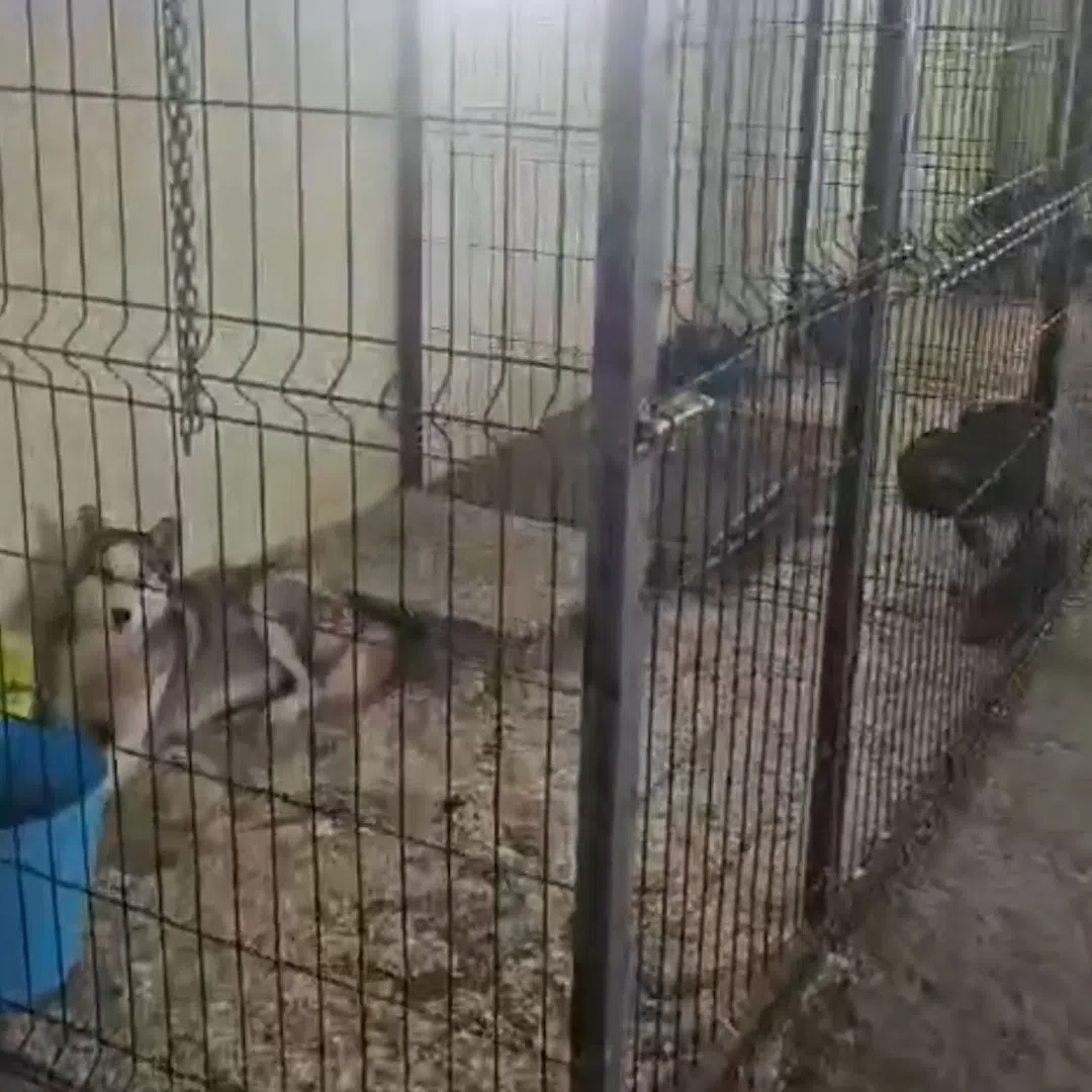 Police also found 61 dogs and 28 cats which they believe were being bred for illegal sale.
