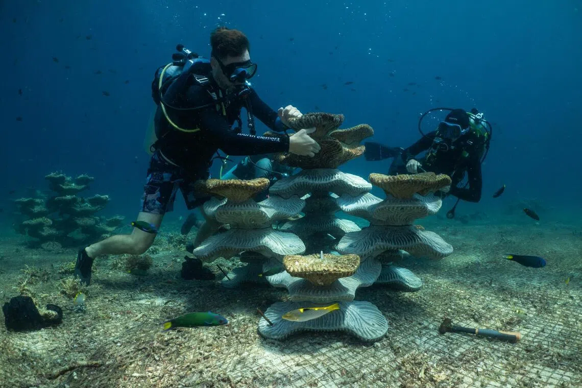 In Malaysia, concrete moulds are reviving coral reefs ruined by dynamite and climate change