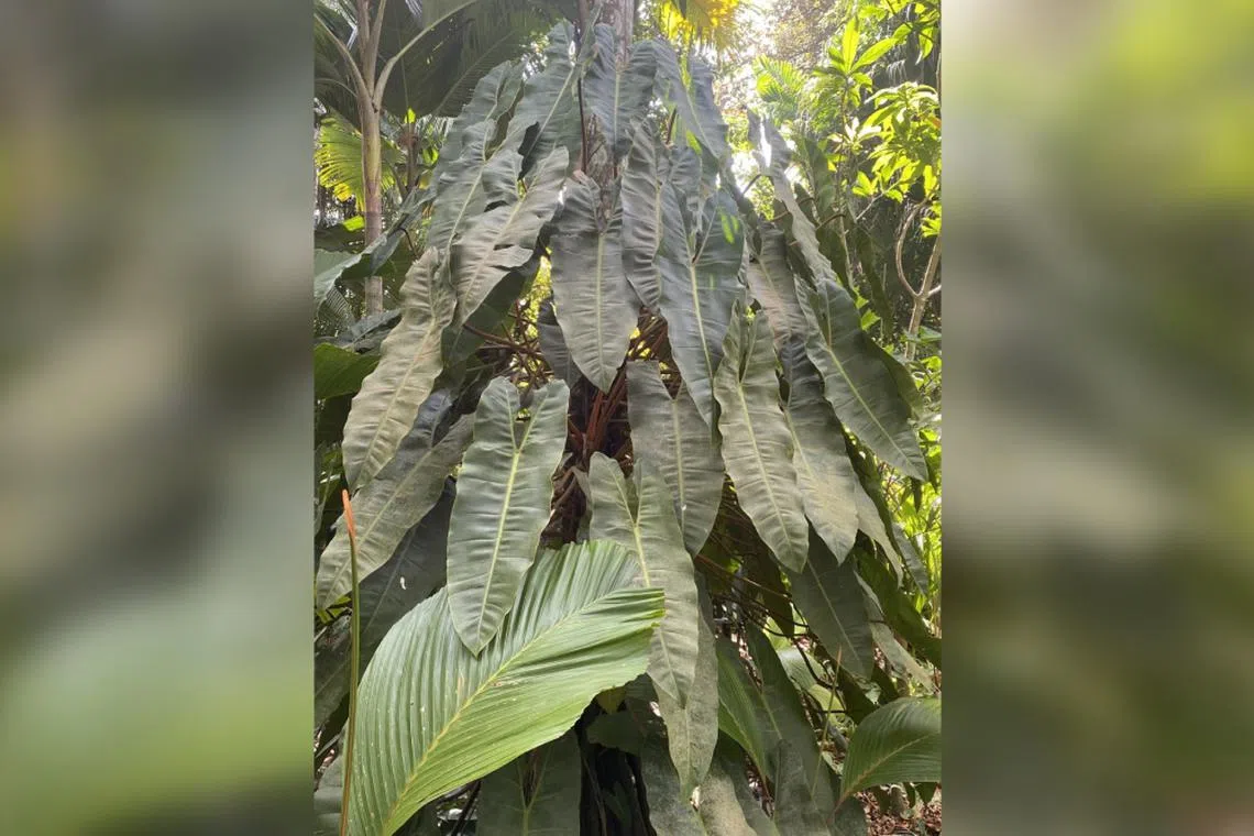 Philodendron billietiae, an eye-catching aroid with attractive orange leaf stalks, climbing up a palm at the Singapore Botanic Gardens.