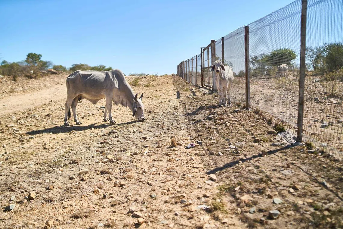 The WMO warned that global temperatures would continue to rise in the long term due to human-induced climate change.