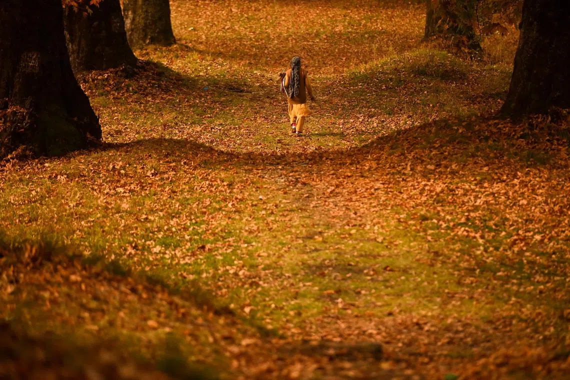 A woman walks amid maple trees at Nishat Garden in Srinagar on November 1, 2022. 