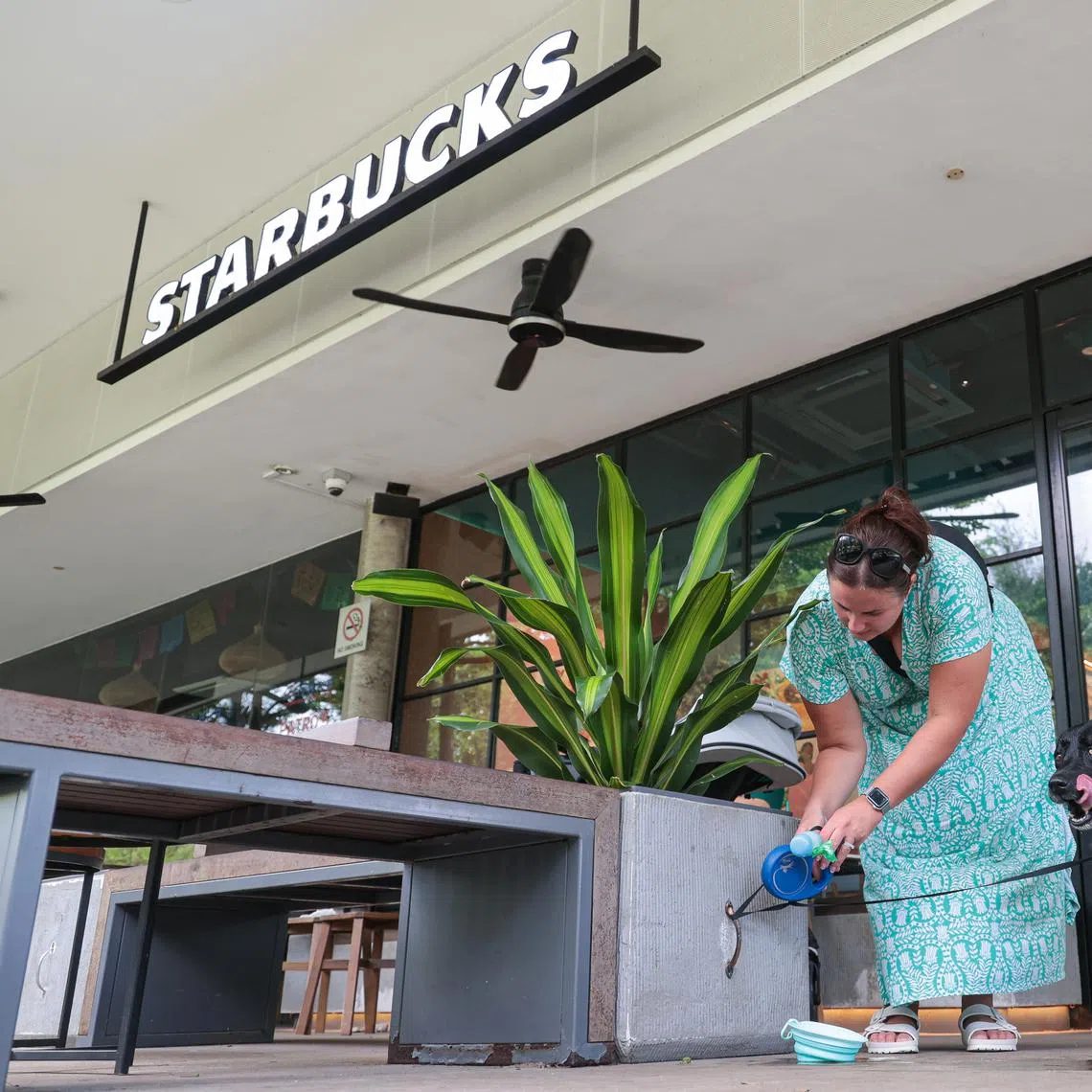 In a media reply on May 14, a MUIS spokesperson said that the organisation has not received any application for halal certification from Starbucks to date.