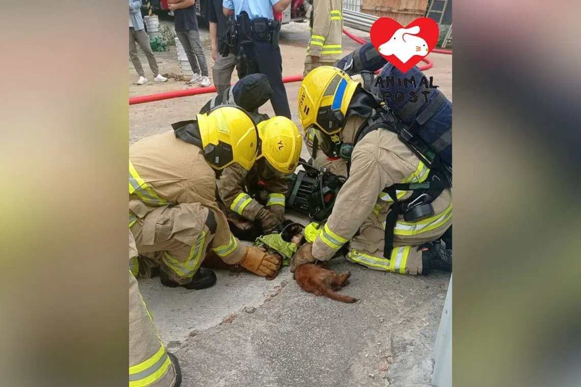 Firefighters provided first aid to injured puppies and used a black cloth to cover the dead animals, HKAP said.