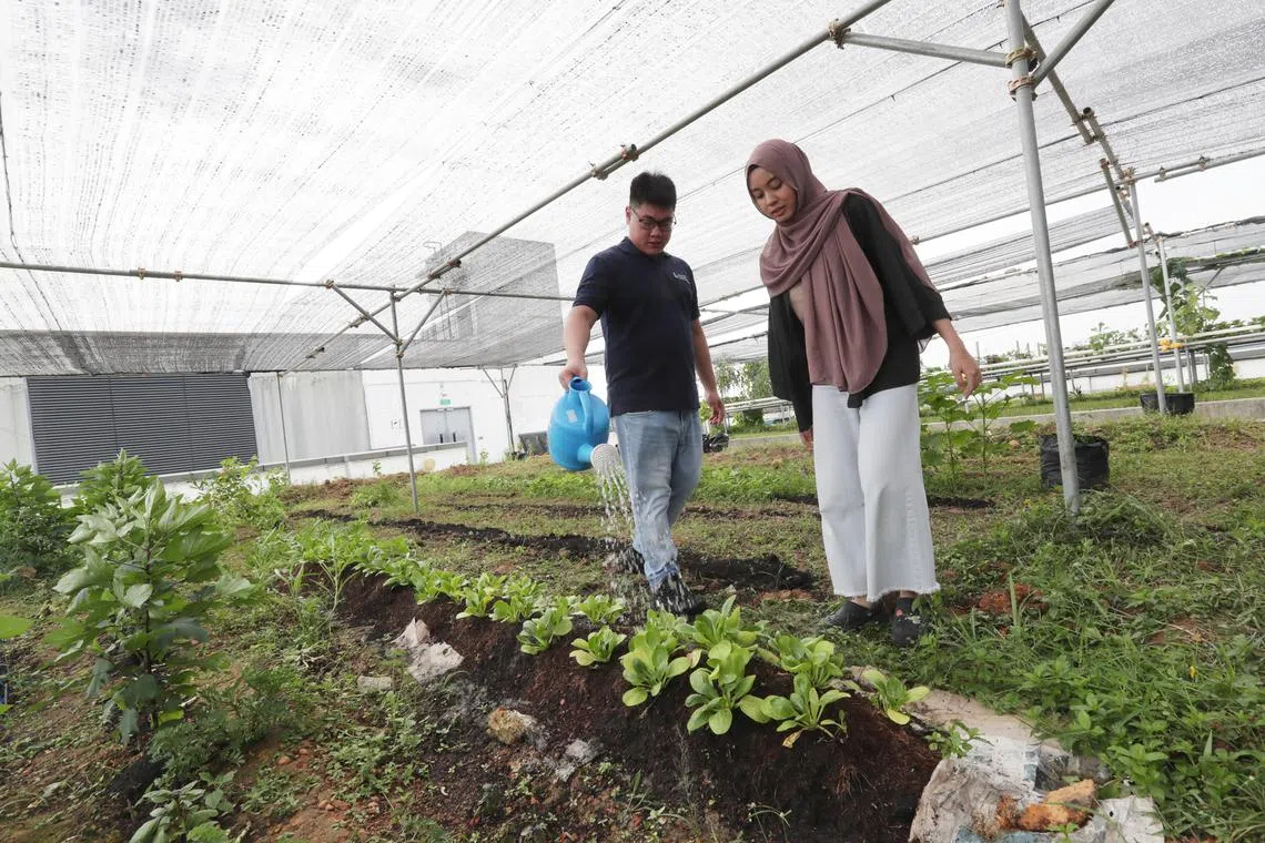 SUSS students Yeh Yu Kang, 26, and Nur Aqilah Rosli, 23, watering crops on the soil-based farm. The hydroponic systems are behind them. 