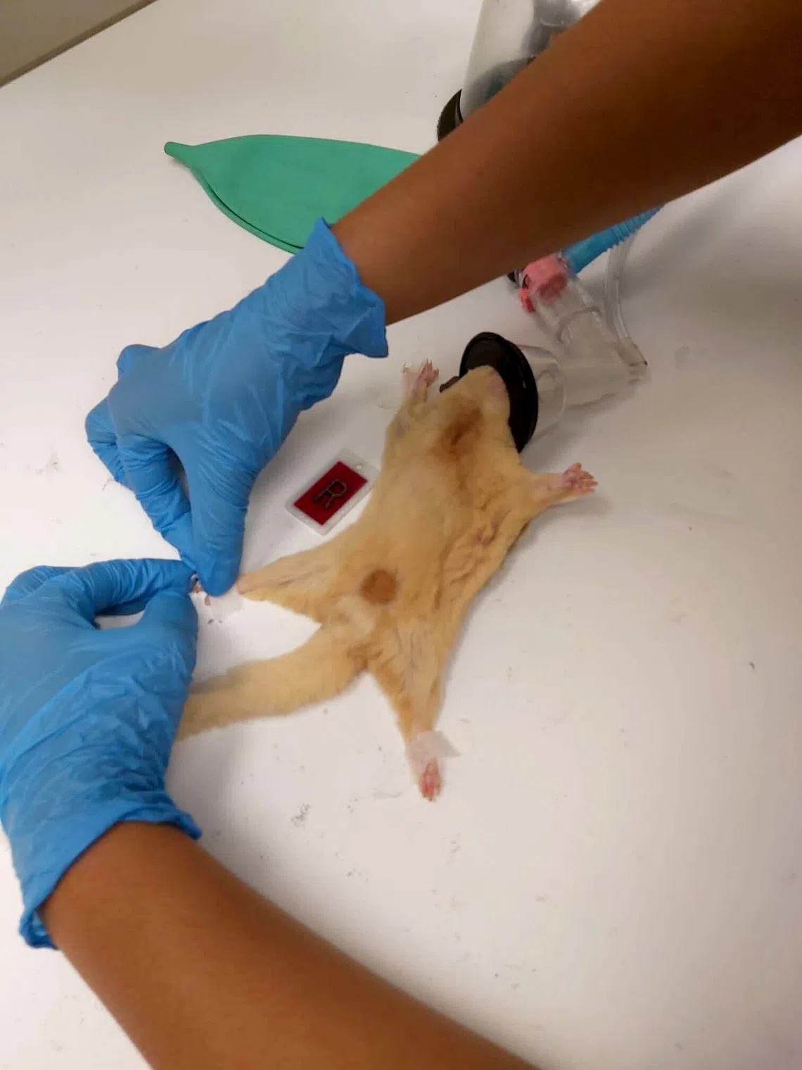 Given the scale of animals seized, it took staff roughly 12 hours to check and quarantine all the animals.