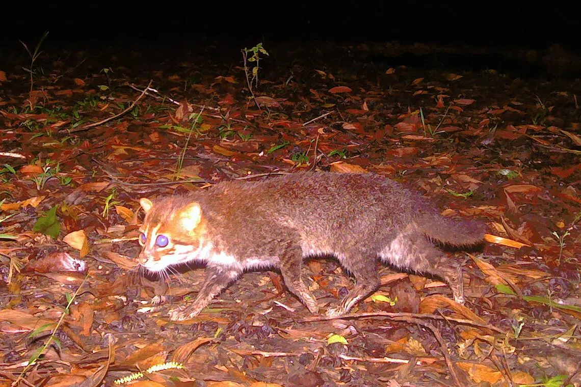 Elusive wild cat last seen in 1995, feared extinct, rediscovered in Thailand