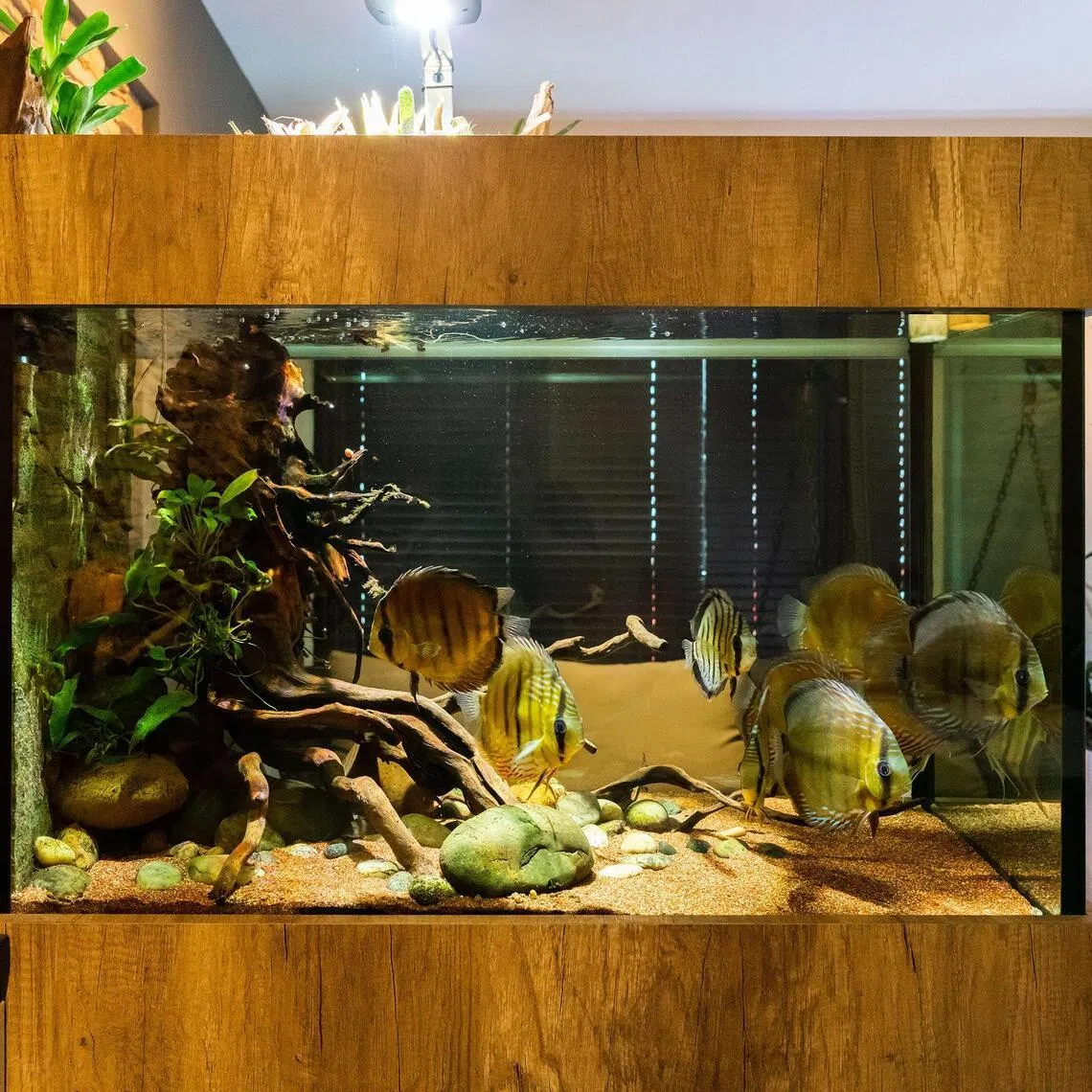 A healthy aquarium requires consistency, observation and a basic understanding of how it all works.