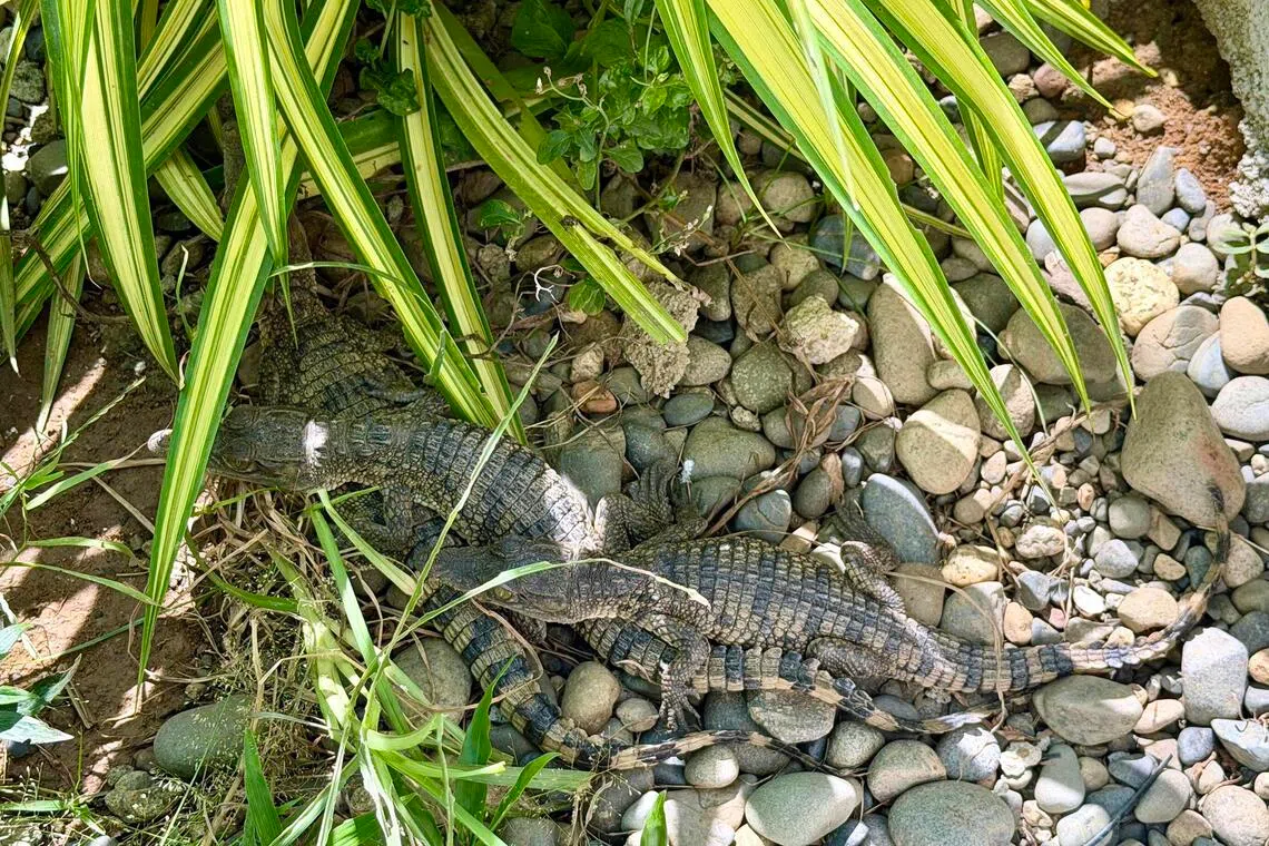 Baby crocodiles rest under the shade inside their enclosure at the Philippine Crocodile Conservation Center in San Mariano, Isabela, Philippines on July 28.