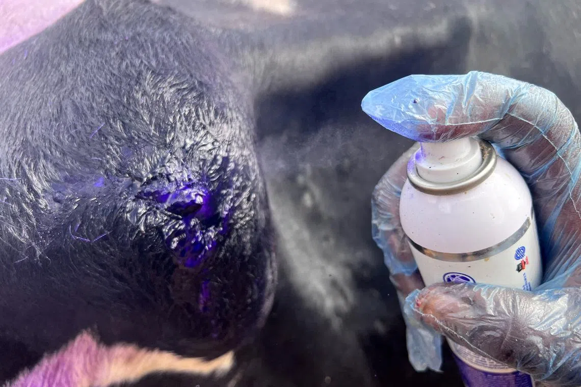 FILE PHOTO: A worker sprays a cow with disinfectant, after it was infected with foot and mouth disease and lumpy skin disease, which are reportedly rampant among cattle due to lack of vaccinations and lack of veterinary health services provided by the government, in Misrata, Libya, September 9, 2024.  REUTERS/Ayman al-Sahili/File Photo