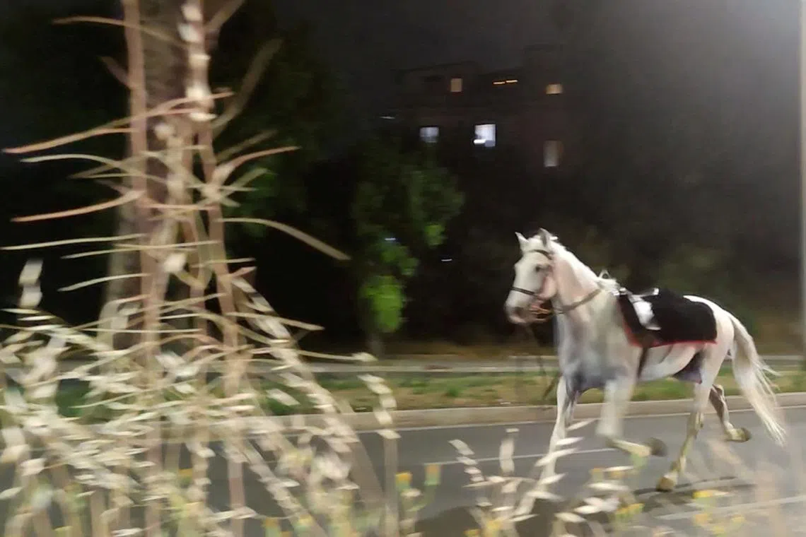 Horses bolt through Rome after policeman lights fireworks at parade rehearsal
