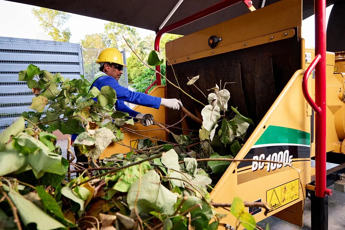 bnl landscaper feeding dead plants and branches through a wood chipper to make mulch that will ferment for about a week, example of sustainable waste management