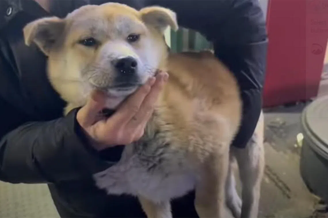 One of the dogs that was rescued from the house. 