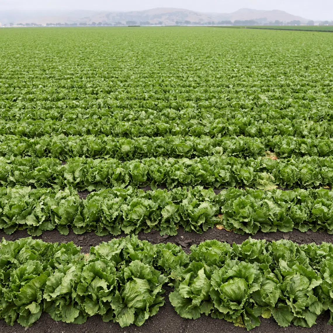 FILE PHOTO: Lettuce grows on a farm near Salinas, California, U.S., August 11, 2026. REUTERS/Fred Greaves/File Photo