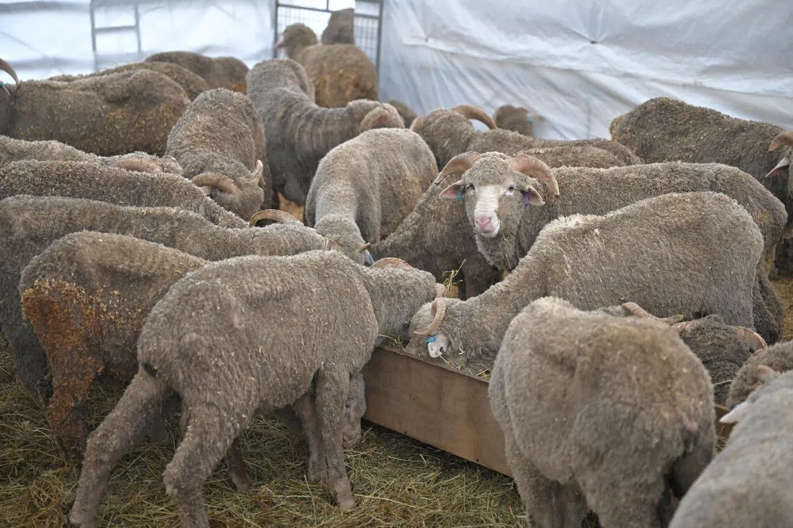 Alternative options to be offered to Muslims performing korban with The Meat Brothers