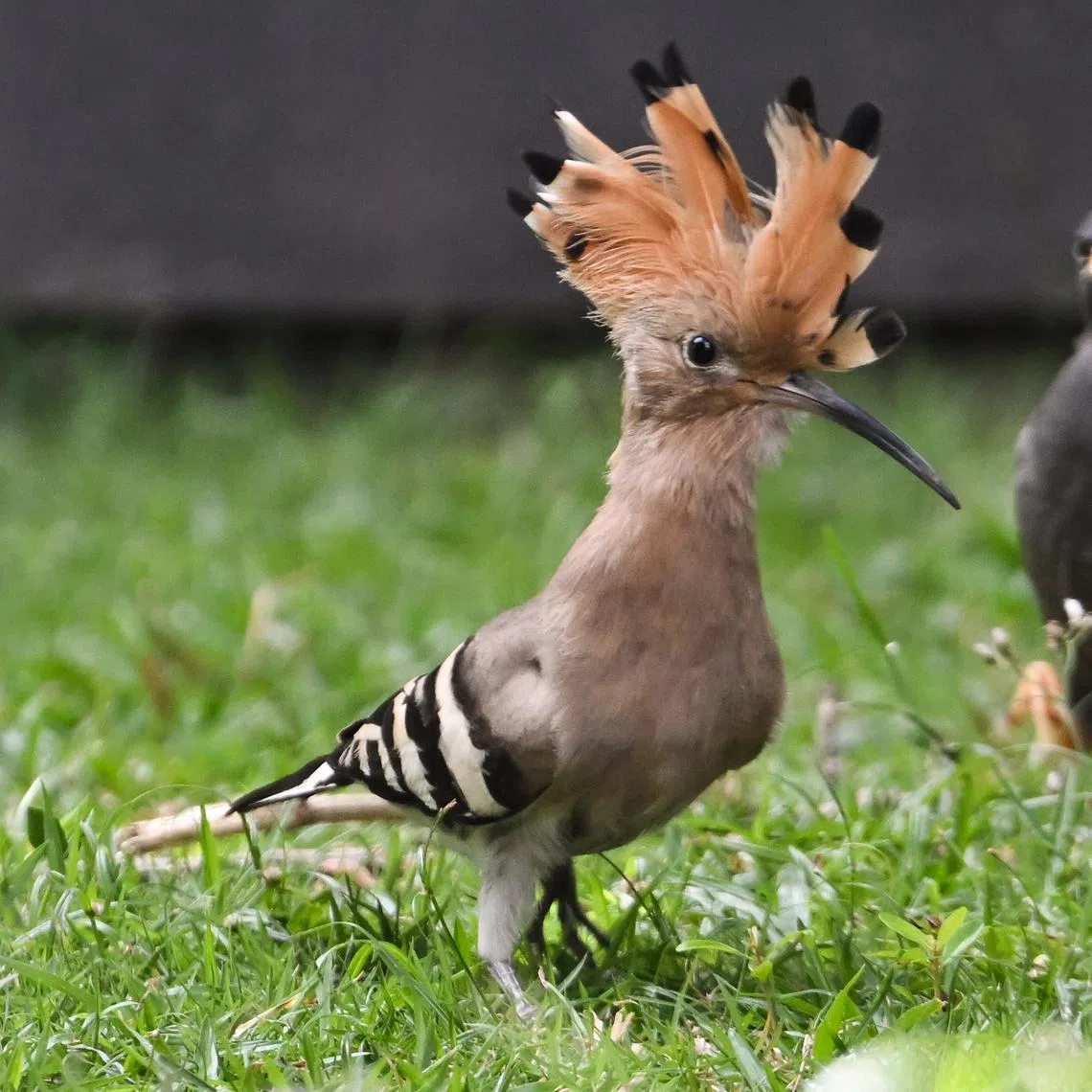 The Eurasian hoopoe (left) seen inside a house along Branksome Road on Jan 20.