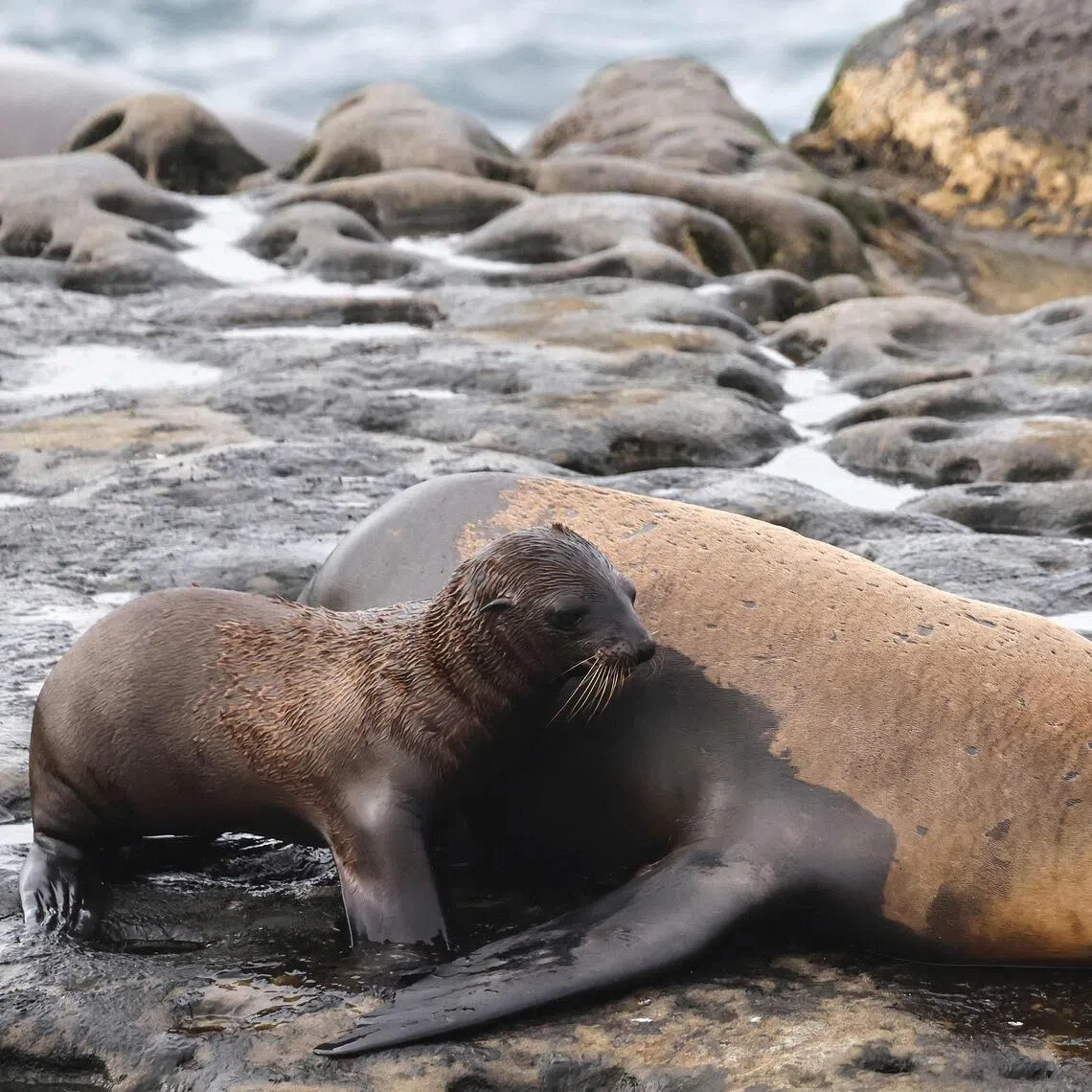 La Jolla is a neighbourhood in San Diego known for beautiful beaches, seaside cliffs and marine wildlife.