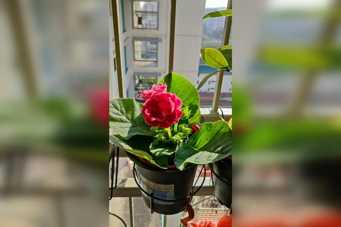 This plant possesses an underground corm and should be grown in a well-draining mix. 