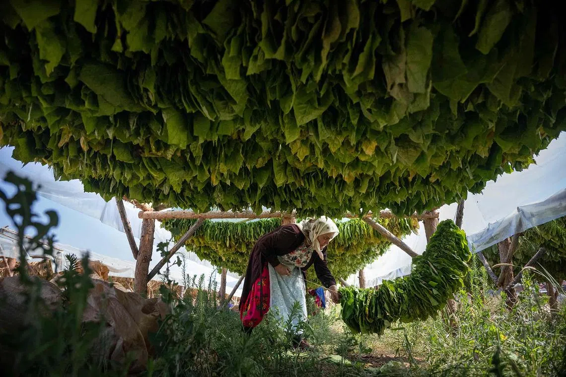 A woman arranging tobacco leaves in a drying shed near the village of Baldevo in Bulgaria on July 24, 2025. 