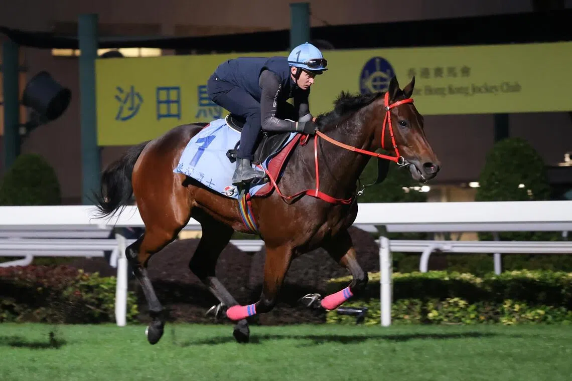 hkprev14 - Globetrotting superstar Romantic Warrior (James McDonald) winding up his last serious piece of work at Sha Tin on Dec 9. The world's highest-earning racehorse will bid to rack up a second Group 1 Longines Hong Kong Cup (2,000m) at Sha Tin on Dec 14.

PHOTO: HKJC