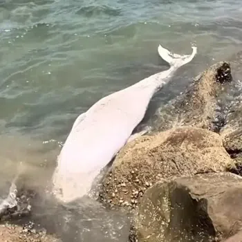 The Bryde’s Whale that was stranded and died along Tanjung Aru Beach 3 in Kota Kinabalu.