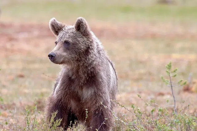 Amid rise in bear attacks, Japan’s businesses take precautionary measures to protect workers