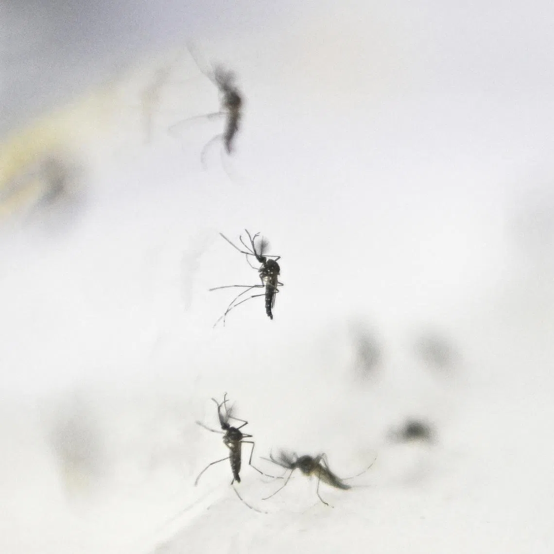 One Zika case was reported in the area in December 2023.