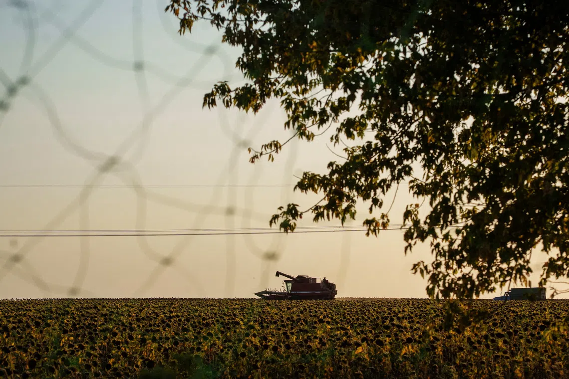 FILE PHOTO: A combine harvests sunflowers in a field next to a road covered with an anti-drone net, amid Russia's attack on Ukraine, in Donetsk region, Ukraine September 16, 2025. REUTERS/Serhii Korovainyi/File Photo