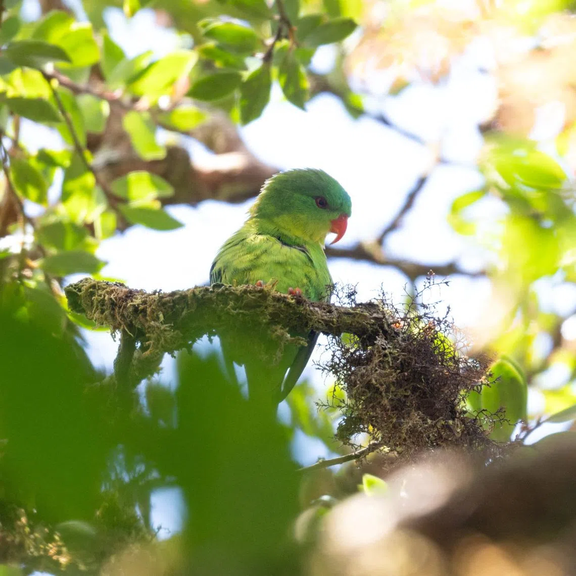 For the past century, the blue-fronted lorikeet was one of Indonesia’s most elusive birds.