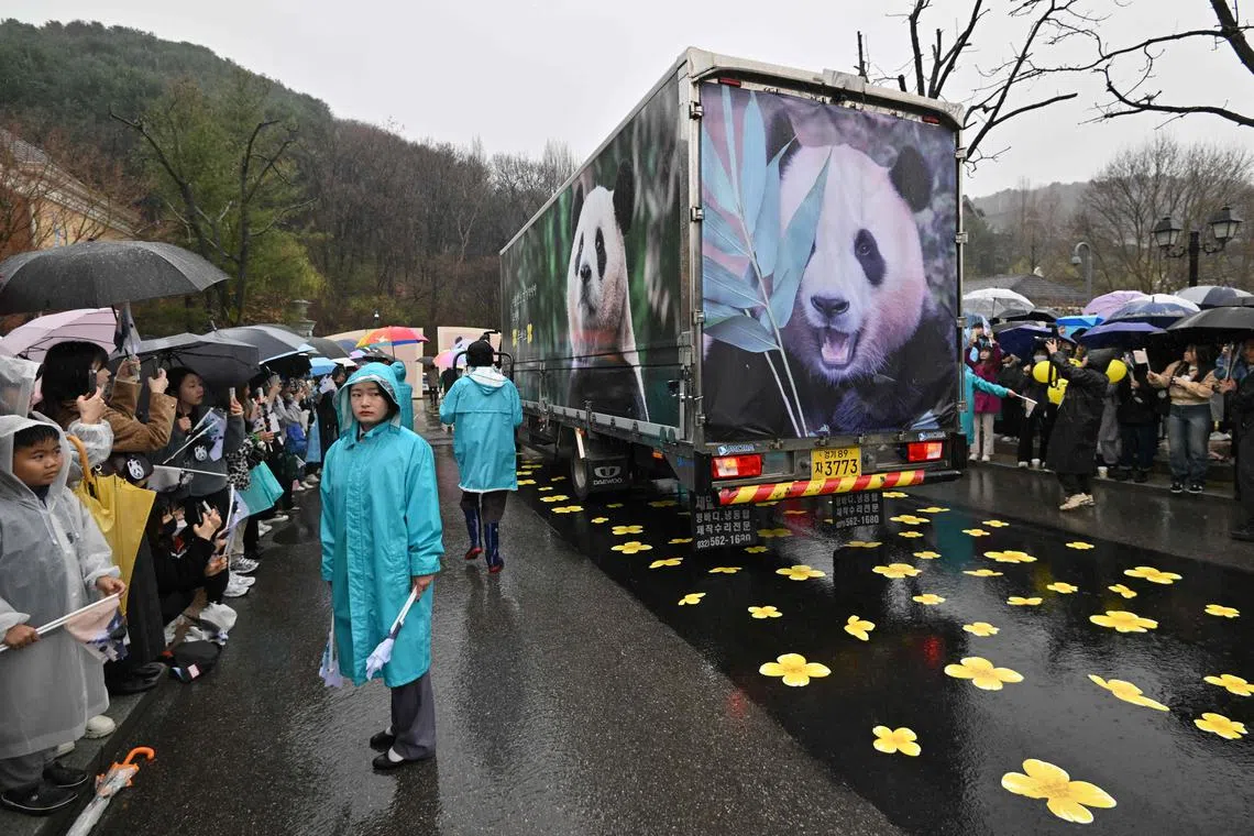 A vibration-free special vehicle carrying giant panda Fu Bao passes through fans during a farewell ceremony at Everland amusement park in Yongin on April 3, 2024. Fu Bao, a female giant panda born in South Korea's Everland amusement park and turning four years old this year, was set to be returned to China under an international agreement. (Photo by Jung Yeon-je / AFP)