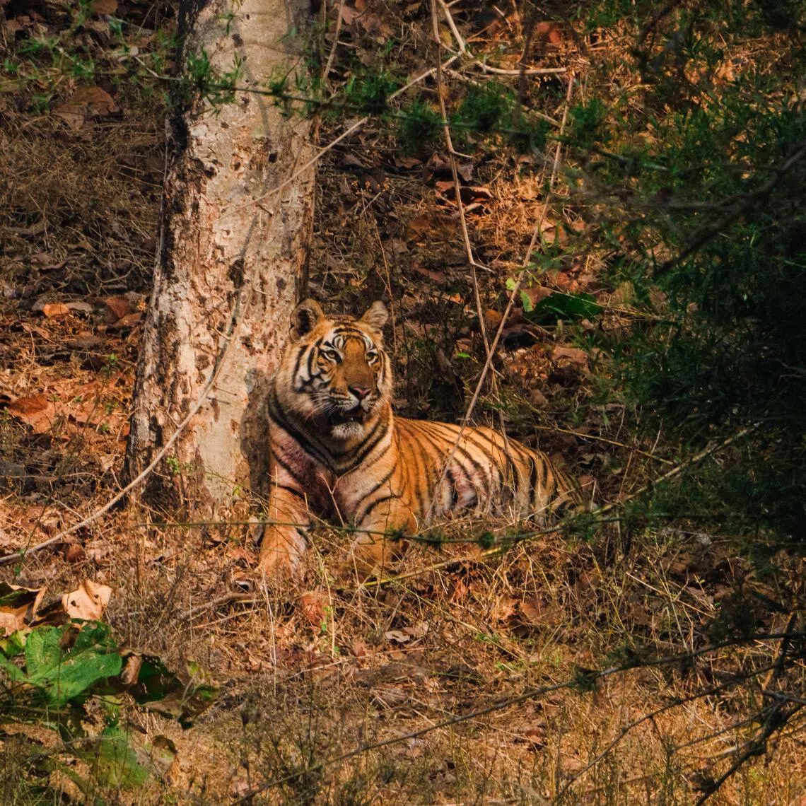 A tiger in the Bandhavgarh Tiger Reserve in India's central state of Madhya Pradesh, on Jan 2, 2026.  Fake videos of attacks by big cats risk undoing years of painstaking work by conservationists.  PHOTO: GABRIELA BHASKAR/NYTIMES