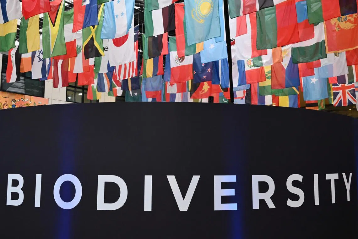 Picture of an installation with flags of countries attending the COP16 biodiversity conference at the UN's Food and Agriculture Organization (FAO) headquarters in Rome, on February 25, 2025. The world's biggest nature conservation conference will restart today after negotiations collapsed in disarray last year, with the head of the meeting warning that increasing global "polarisation" was frustrating efforts to protect the planet. Negotiators meeting are tasked with breaking a deadlock on funding between rich and developing countries that saw COP16 talks in Cali, Colombia end without agreement in November. (Photo by Alberto PIZZOLI / AFP)