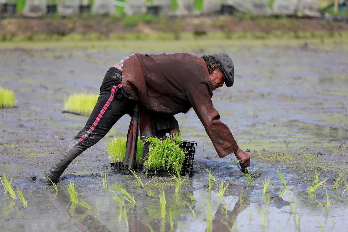 FILE PHOTO: A worker cultivates rice plants at a farm in Bangkok, Thailand, August 28, 2018. Picture taken August 28, 2018. REUTERS/Soe Zeya Tun/File Photo