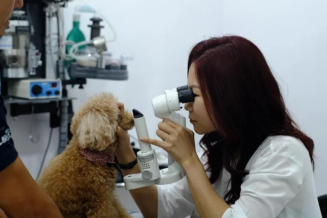 Dr Gladys Boo examining a dog's eyes.