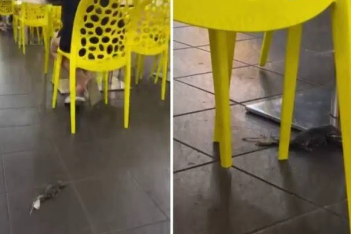 The rat is seen crawling under the tables and chairs.