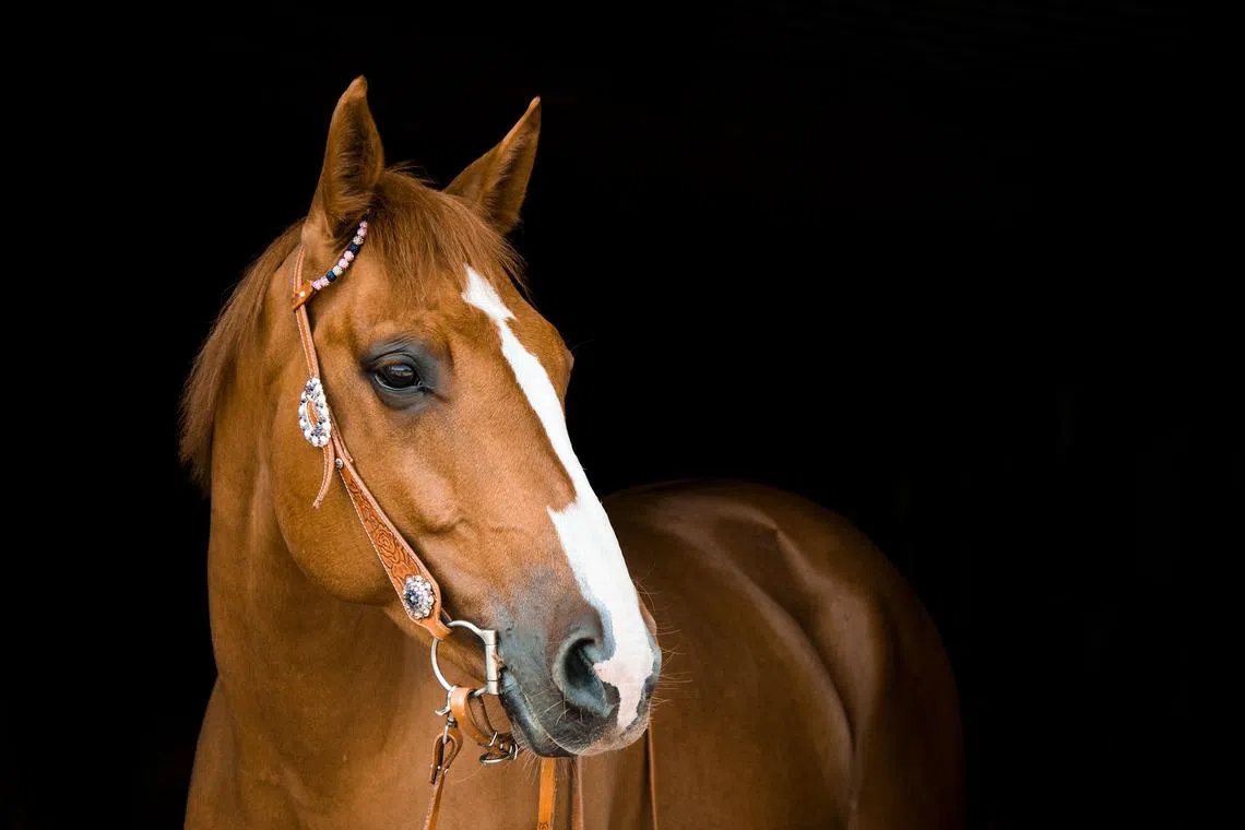 The horse was reportedly alarmed by turbulence and jumped halfway over the high front barrier of the stall it was in.