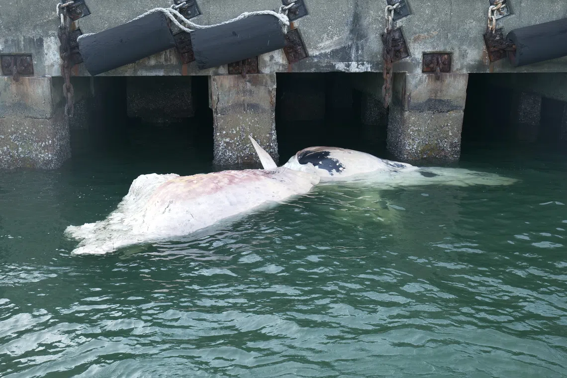 The carcass was in an advanced stage of decomposition.