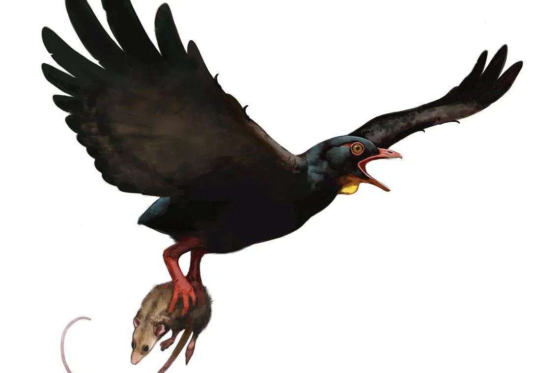 An undated illustration of the newly described Cretaceous Period bird species Avisaurus darwini, which has traits on a foot bone that indicate that it was one of the earliest-known birds of prey, shown here carrying a small mammal. Illustration by Ville Sinkkonen/Handout via REUTERS