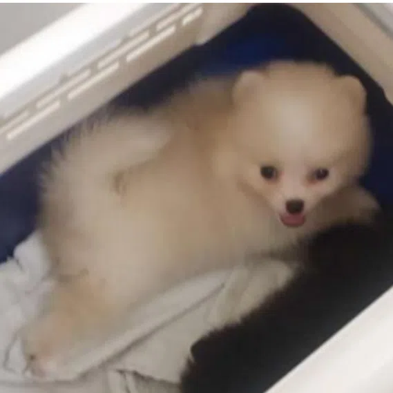 Bryan Peh Jia Hao was sentenced to 16 weeks' jail on Jan 16 after admitting to smuggling five Pomeranian puppies from Malaysia to Singapore in a car boot.