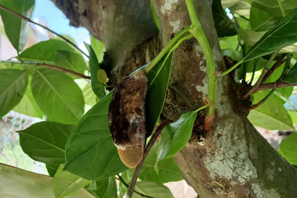 The disease this chempedak has is similar to that found in its relative, the jackfruit.
