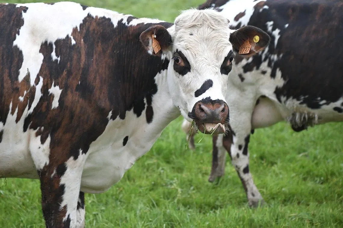 Farms that might normally lose one or two cows per month have had hundreds die.