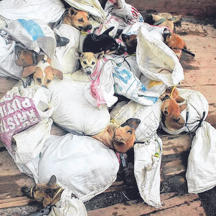 A 2021 opinion poll revealed that 93 per cent of Indonesians support a national ban on dog meat.