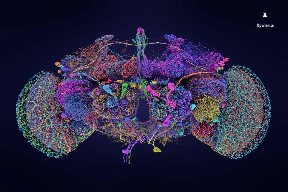 An international team has managed to map all the neurons and connections in the brain of the fruit fly.