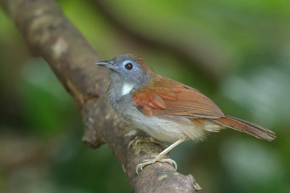 Chestnut-winged Babbler at Upper Peirce Reservoir Park
