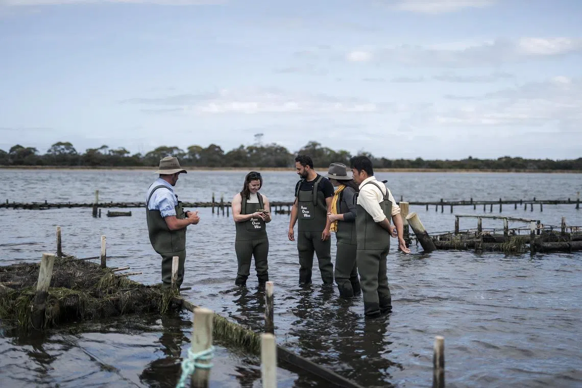 aytasmania - Declan Brown (left) from Oyster Bay Tours showing visitors dressed in waders how oysters are farmed at the Freycinet Marine Farm.
Copyright: Tourism Australia
