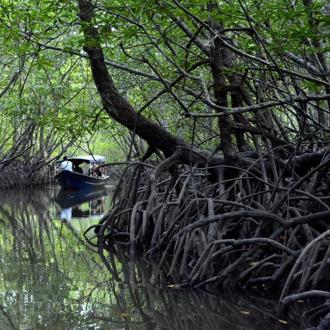 lklang - mangrove 1 – A boat ride through Kilim Karst Geoforest Park takes visitors right into the thick mangrove swamp for a day of wildlife spotting.

Credit: Leslie Koh
