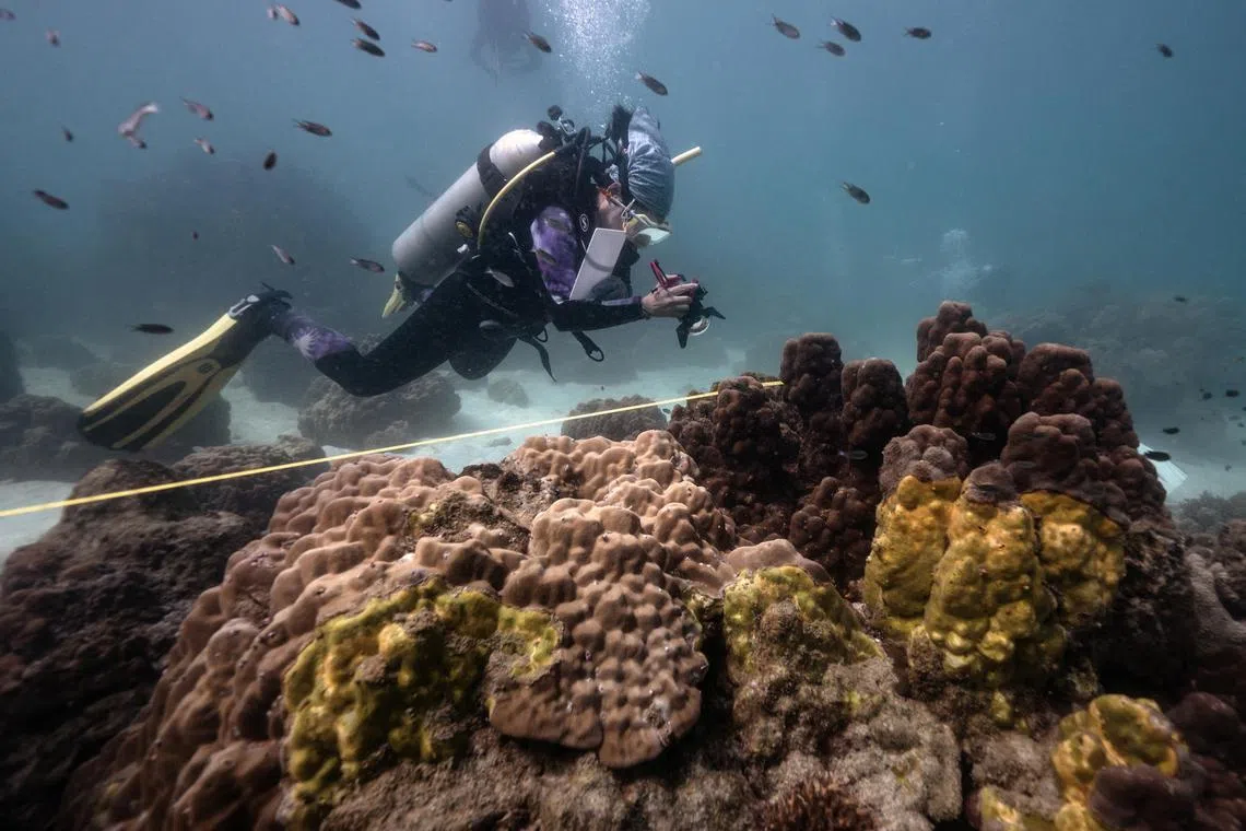 nicorals// This photo taken on December 22, 2022 shows Lalita "Nan" Putchim, marine biologist and specialist in coral biology from Thailand's Department of Marine and Coastal Resources, taking a photo of an outbreak of yellow-band disease on coral formations off the coast of Samae San island in Sattahip district in the coastal Thai province of Chonburi. Underneath Thailand's calm turquoise seas, Thai scientists are frantically studying a highly infectious disease that is killing the kingdom's vital corals -- and threatening the local tourist economy.