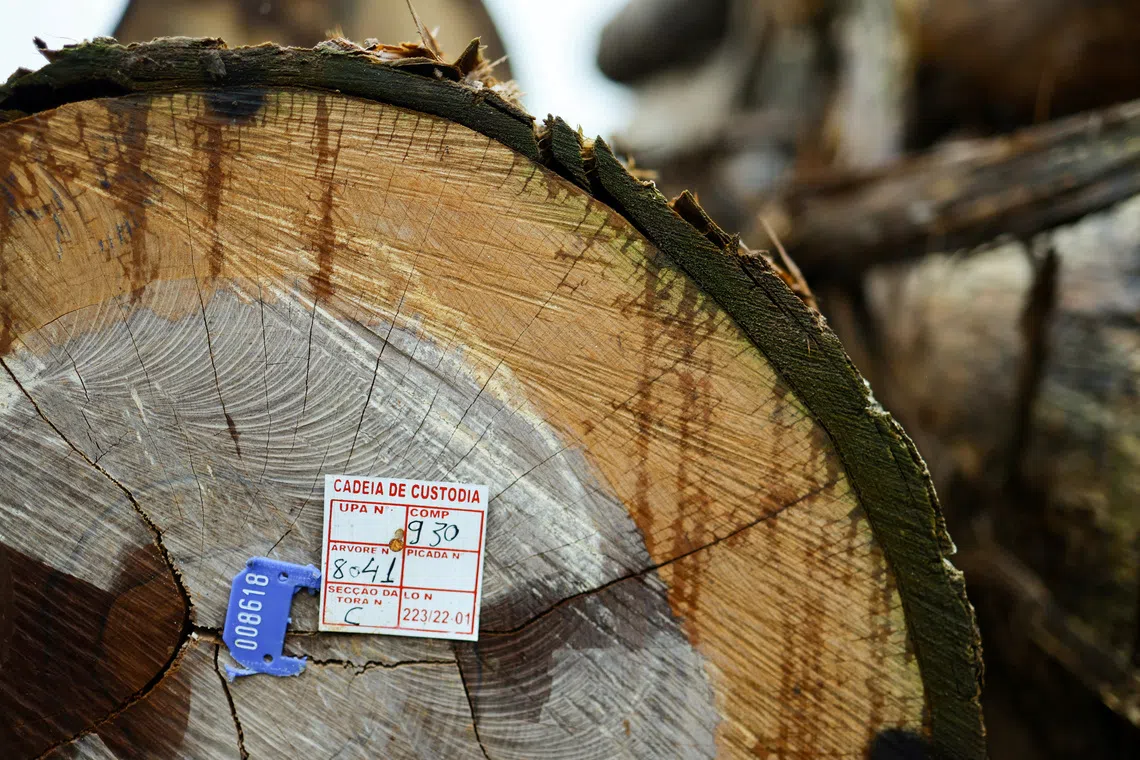 FILE PHOTO: Marked logs are seen inside a sawmill during an operation to combat deforestation by agents of the Brazilian Institute for the Environment and Renewable Natural Resources (IBAMA), in Porto Velho, Rondonia State, Brazil February 5, 2025. REUTERS/Ueslei Marcelino/File Photo