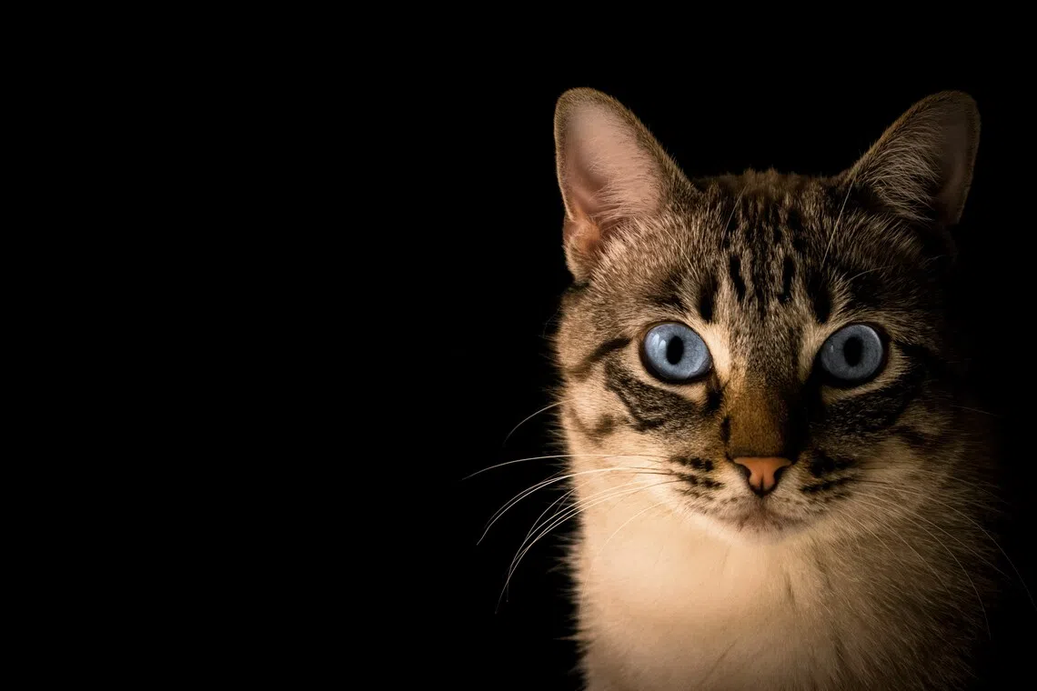 Vietnam busts cat-stealing ring that took 2,700 pets to be slaughtered for food